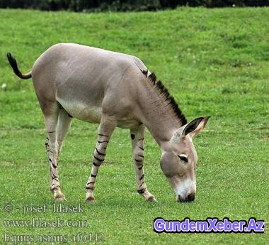 Paytaxtdan gələn eşşək