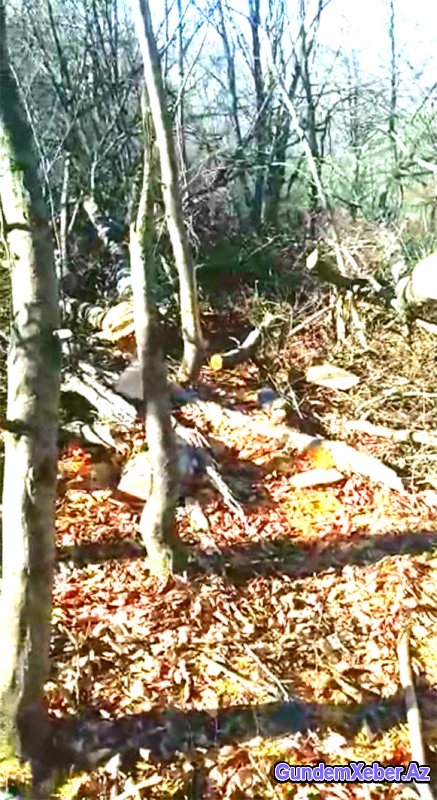 Goranboy meşələrində bənzəri olmayan “qətliam”