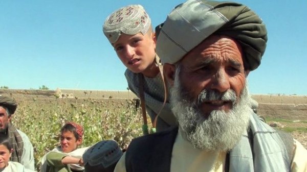 Əfqanıstan: xaşxaş məhsulu bu il bol olacaq
