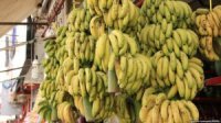 Hökumət bananı generalın monopoliyasından çıxarır