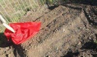 Salyanda ata 17 yaşlı qızını niyə öldürdü...
