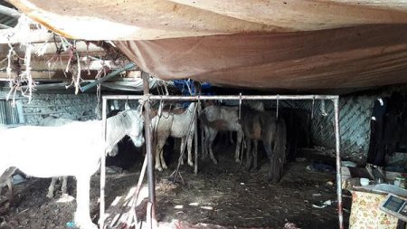 Əhaliyə at-eşşək əti yedirənlər - FOTO