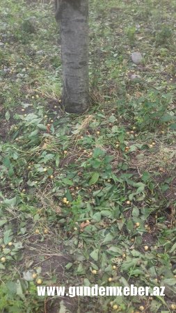 Tovuzda dolunun FƏSADLARI - 1120 ha sahəyə ziyan dəydi, 2834 evi su basdı - FOTO