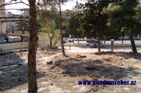 Bakıda ağacların qanunsuz kəsilməsi faktı aşkarlandı