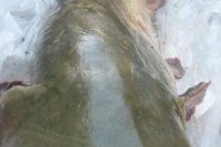 Kürdən görün nə tutdular - FOTOLAR
