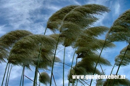 Xəbərdarlıq: Güclü külək əsəcək, temperatur aşağı enəcək, şimşək çaxacaq