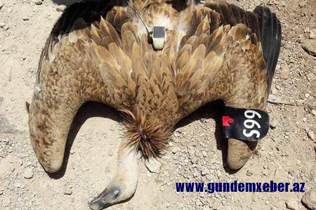 Türkiyəyə göndərilən casus quş ələ keçirildi – FOTOLAR