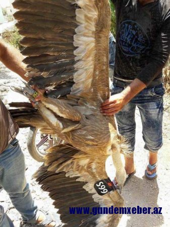 Türkiyəyə göndərilən casus quş ələ keçirildi – FOTOLAR