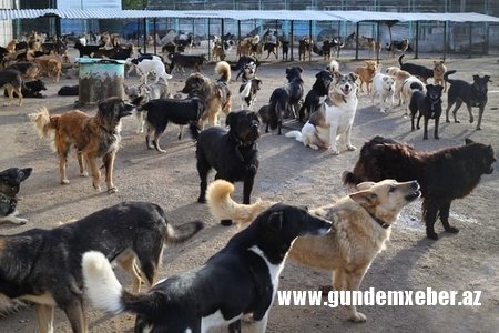 Sumqayıtda küçə itləri zərərsizləşdirilir -ƏMƏLİYYAT BAŞLADI