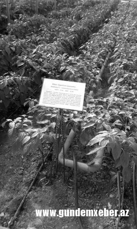 Rektor prezidentin göstərişlərinə məhəl qoymur