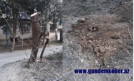 Bakıda ağaclar kütləvi şəkildə qırılır — Kəsimə nəzarəti isə Yaşıllaşdırma İdarəsinin nümayəndəsi edir + FOTO
