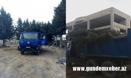 Avtomobil Yolları Dövlət Agentliyi Ramanıda ağacları kəsdi- FOTOLAR