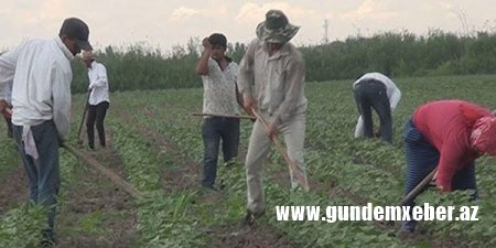 Tərtər və Ağdamda da zəhərlənmə: 21 pambıqçı xəstəxanalıq oldu