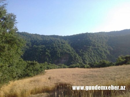 Rövşən Bağırov Lerik fermerlərinin qəsdinə durub - Zəmilər məhv olur, nə başçı eşidir, nə də nazirlik...