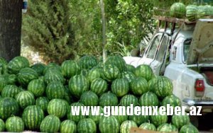 Sabirabad qarpızı bazarlardan yoxa çıxdı, qiymətlər də kəskin artdı - "FERMERLƏRƏ ŞƏRT QOYUBLAR Kİ..."