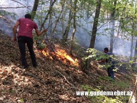 Altıağac Milli Parkında yanğının söndürülməsi davam etdirilir