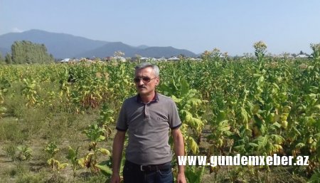 Balakənin icra başçısı tütünçülüyü məhv edir - SAHİBKAR