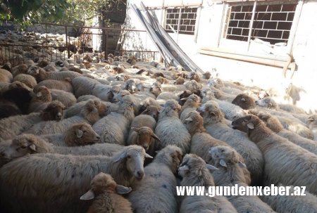 Prezidentin fermer təsərrüfatının inkişafına aid sərəncamlarına qarşı Qax Rayon İcra Başçısının atdığı addımlar təsərrüfatçıların etirazına səbəb oldu. - VİDEO və FOTOLAR 