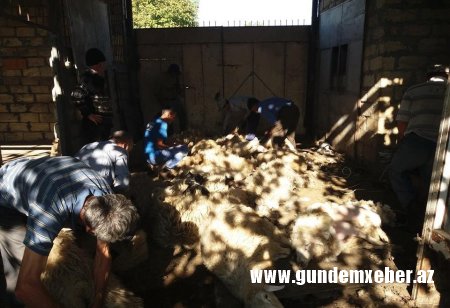 Prezidentin fermer təsərrüfatının inkişafına aid sərəncamlarına qarşı Qax Rayon İcra Başçısının atdığı addımlar təsərrüfatçıların etirazına səbəb oldu. - VİDEO və FOTOLAR 