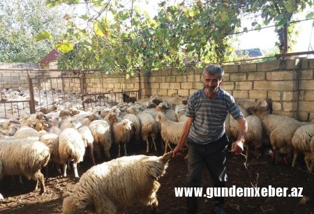 Prezidentin fermer təsərrüfatının inkişafına aid sərəncamlarına qarşı Qax Rayon İcra Başçısının atdığı addımlar təsərrüfatçıların etirazına səbəb oldu. - VİDEO və FOTOLAR 