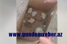 Azərbaycanda DƏHŞƏTLİ MƏNZƏRƏ: Minlərlə yumurtanı çölə atdılar, içindən diri cücələr çıxdı - VİDEO