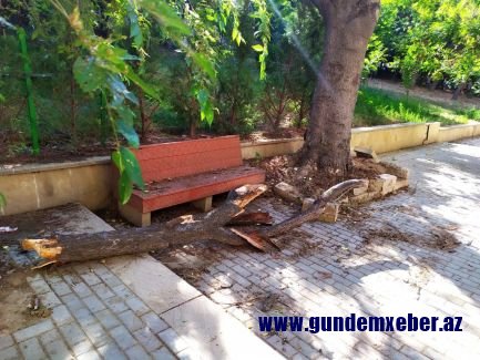 İcra başçısı İlham Əliyevin saldırdığı parkı məhv edib – Bina tikdirir 