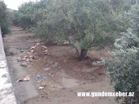Adil Vəliyevin Kürdəxanıda zeytun əməliyyatı (FOTO FAKT)
