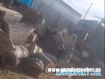 Şəmkir Regional Meşə Təsərrüfatı Mərkəzi üzərinə düşən öhdəlikləri pozaraq rayonların meşələrinin dağıdılmasına, meşə zolağına mal-qaranın, hətta donuzların lövbər salmasına şərait yaradıb Şəmkir Regional Meşə Təsərrüfatı Mərkəzi üzərinə düşən öhdəlikləri pozaraq rayonların meşələrinin dağıdılmasına, meşə zolağına mal-qaranın, hətta donuzların lövbər salmasına şərait yaradıb
