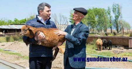 Qucağına quzu almışdı ey... - Reallıq tamam başqadır!