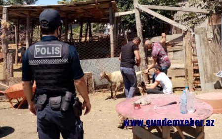 DİN qurbanlıq heyvanların satış yerlərində reyd keçirdi - Fotolar