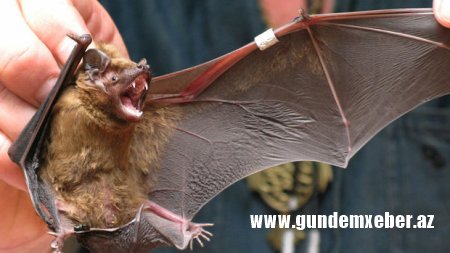 Rusiyada yaşayan yarasalarda koronavirus aşkarlanıb