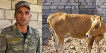 Sahil Babayevin Nazirliyi qaziyə üç xəstə inək verdi və… – Video/Açıqlama