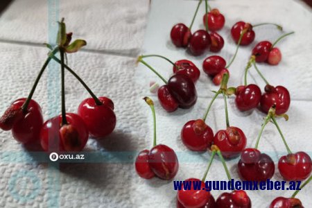 GMO iddiası: Bostançılar əkdikləri məhsuldan toxum götürə bilmirlər - ARAŞDIRMA
