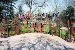 Bakı zooparkında meymunçiçəyi yayılıb? - Direktor danışdı