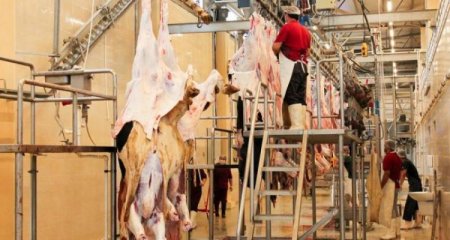AQTA: “Qurban bayramı ilə bağlı 134 ünvanda qurbanlıq heyvanların satışı və kəsimi təşkil ediləcək”