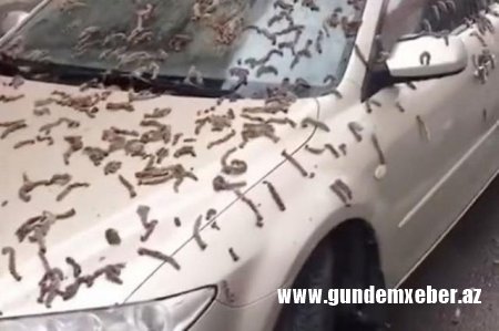 Yağış kimi göydən qurdlar "yağdı", hər kəs şoka düşdü - FOTO
