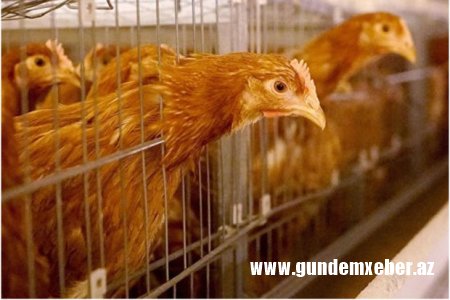 Çexiyada quş qripi epidemiyası səbəbindən 70 min toyuq məhv ediləcək