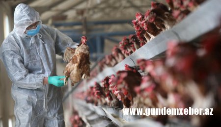 Quş qripi sürətlə yayılır – Rekord səviyyədə yoluxma