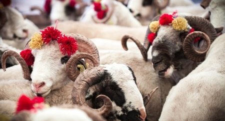 Qurban bazarında gözlənilməz DƏYİŞİKLİK