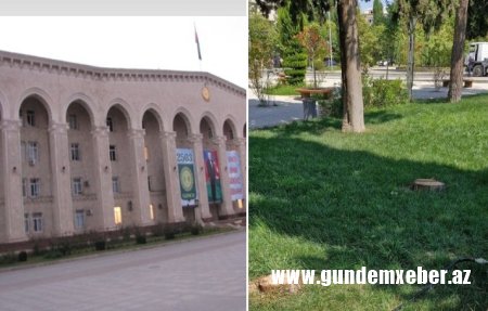 Gəncədə Ekoloji Özbaşınalıq: Fikrət Əmirov Parkında İri Gövdəli Ağaclar Məhv Edilir - FOTOFAKTLAR